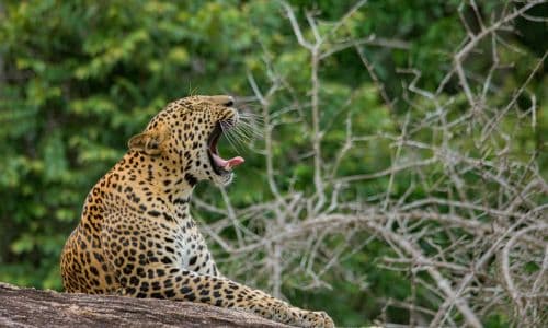 Yala National Park