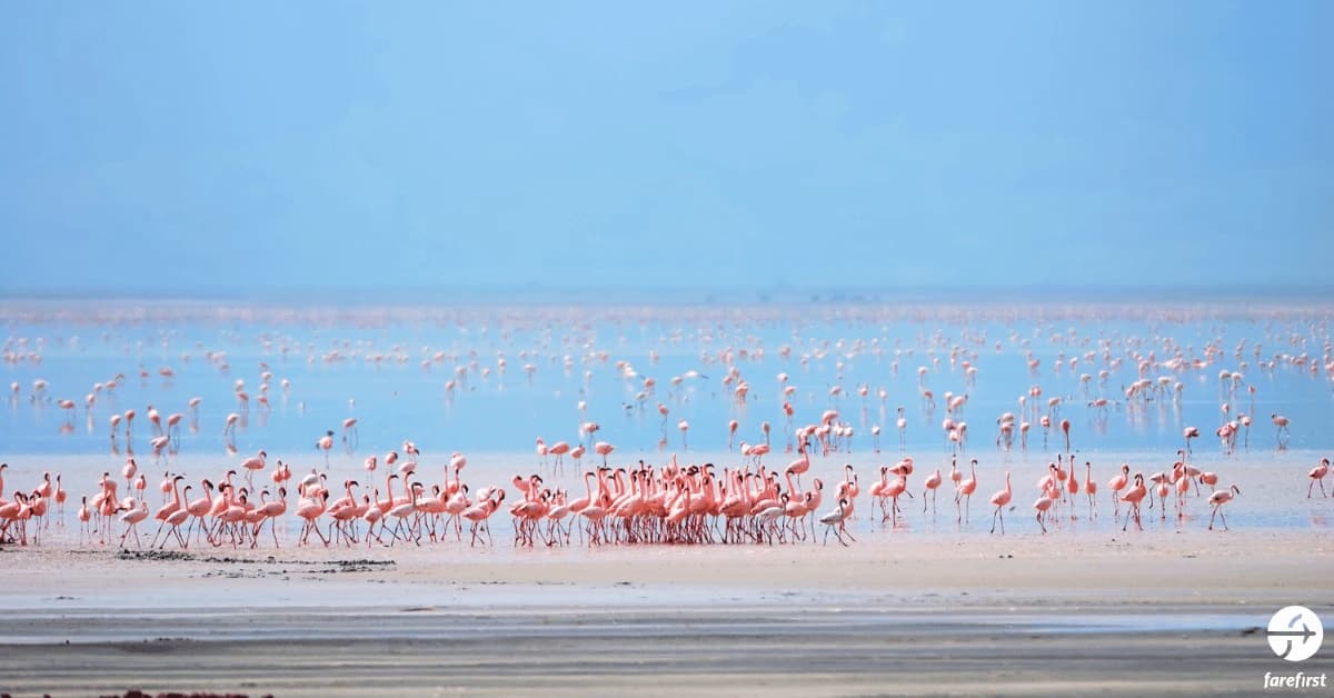lake-manyara-national-park-tree-climbing-lions-and-birdlife