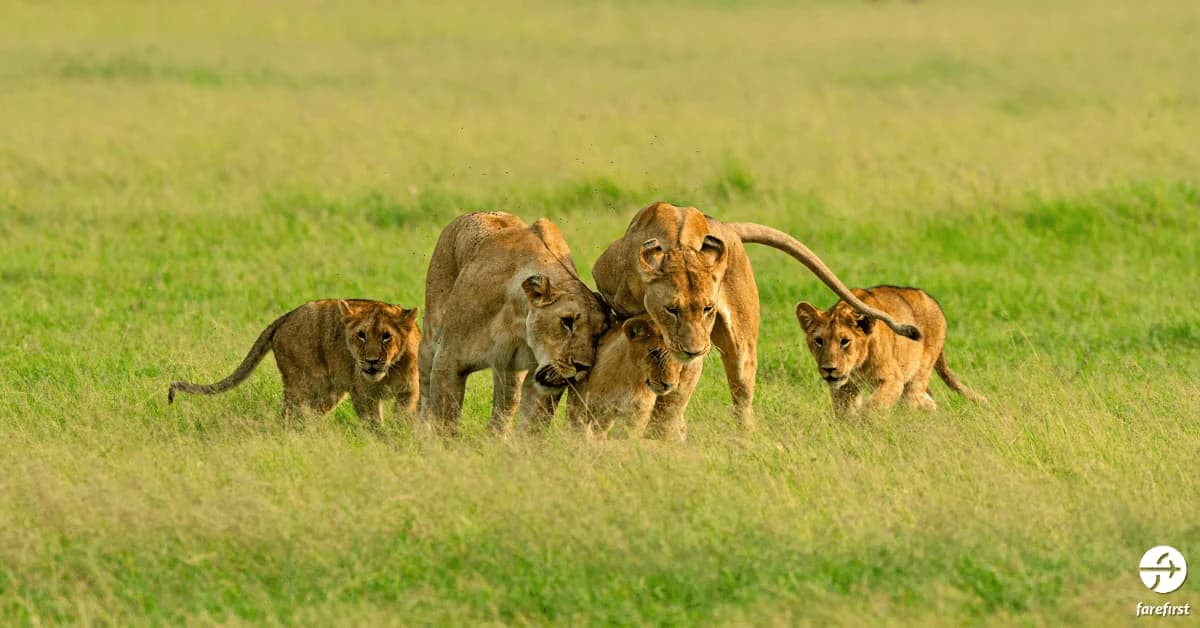 maasai-mara-national-reserve
